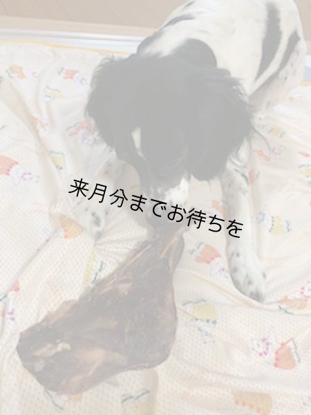 画像1: 肩甲骨シカ節　2番【Deer Seeds】 (1)