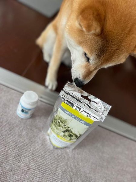 画像2: フェリグミ ストラバイト（腎臓）【アルファヴェット社】 (2)