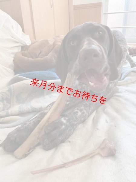 画像2: スネ骨シカ節　４番【Deer Seeds】★冬季限定★ (2)