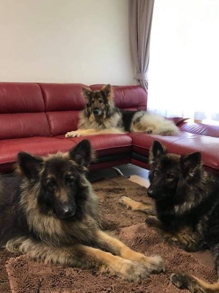 画像5: アウトドアネックレス【ナパーニ社】XLサイズ (5)