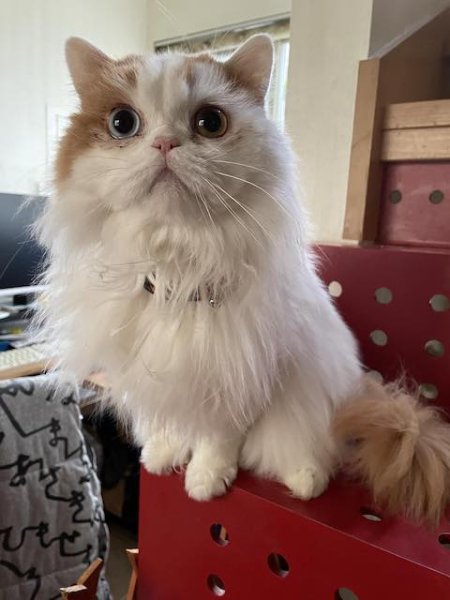 画像3: 猫用療法食　アクティウエット　リナール ラム（腎臓）3パック組【FORZA10】 (3)