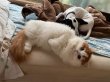 画像3: トラブル部位別食事療法食　猫　アクティブライン　ドライフード【FORZA10】全4種　400g (3)