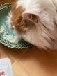 画像3: 猫用スープ　HFCハイドレーション【almo nature】 (3)