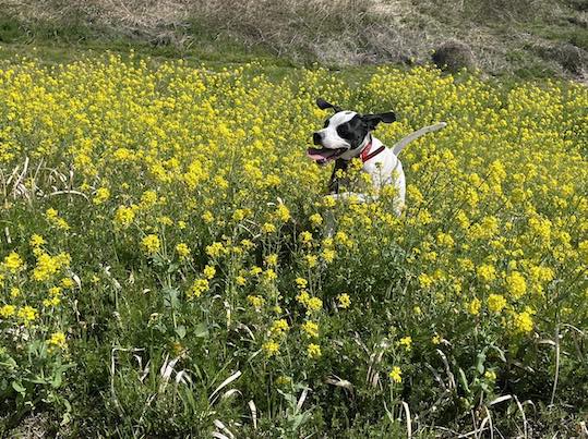 ★桜だ！お花見だ！エゾシカ・DONO・ドイツサプリ〆切のお知らせ