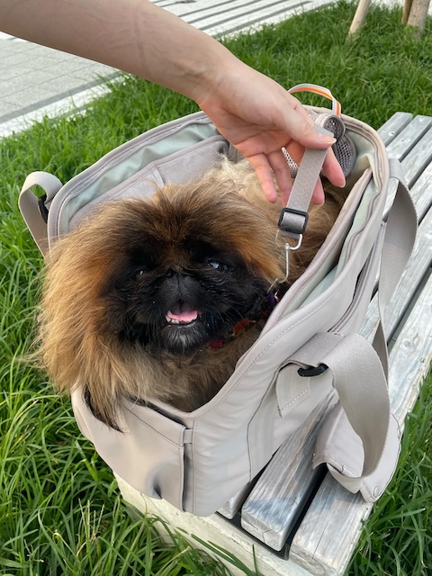 Carrier Bag（キャリーバッグ）2色　【PALOPA】